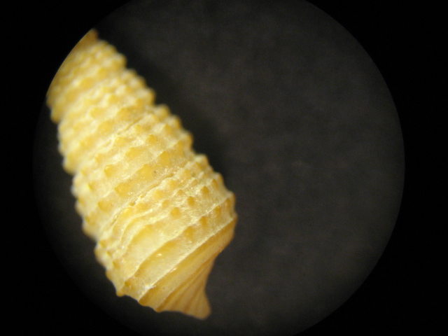 Bittium latreillei